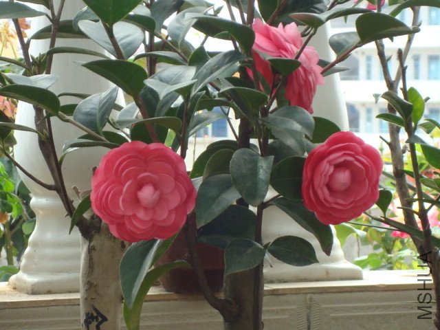 DSC06263.JPG