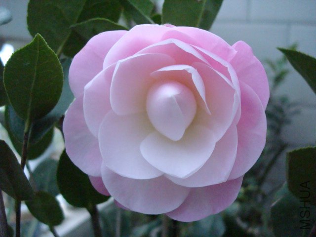 DSC06337.JPG