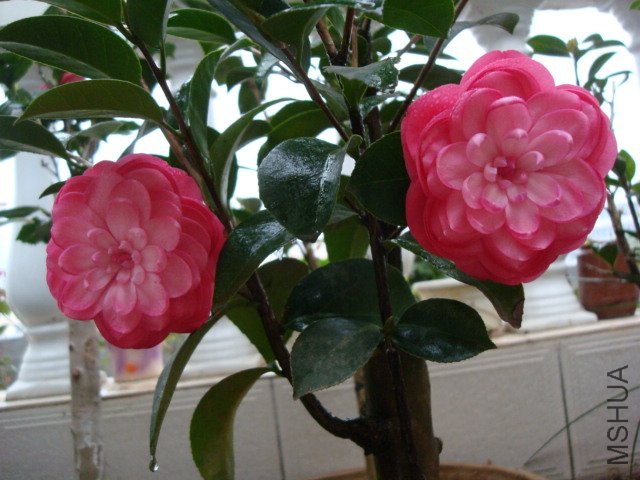 DSC06456.JPG
