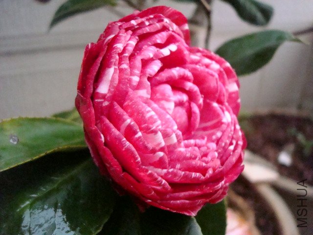 DSC06212.JPG