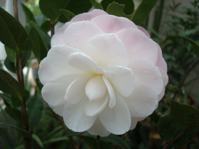 DSC06433.JPG