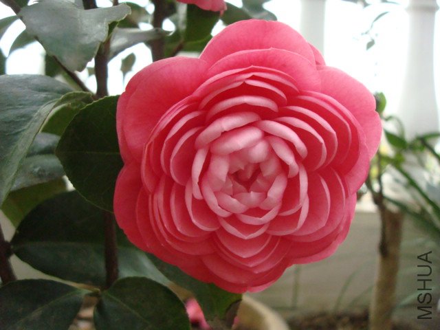 DSC06360.JPG