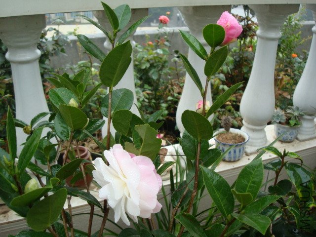 DSC06460.JPG