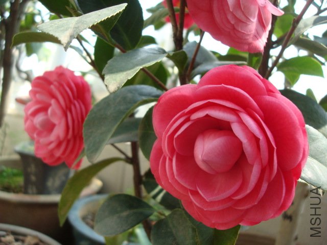 DSC06277.JPG