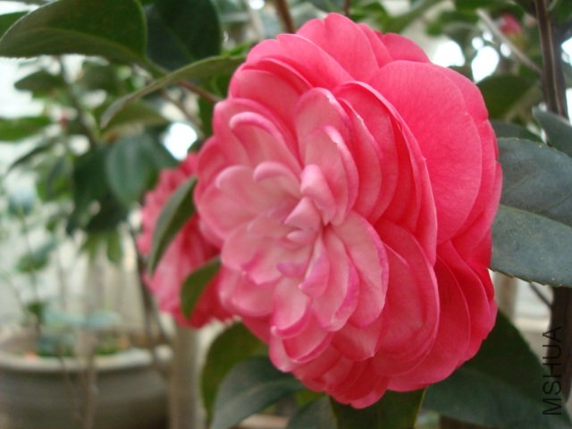 DSC06455.JPG