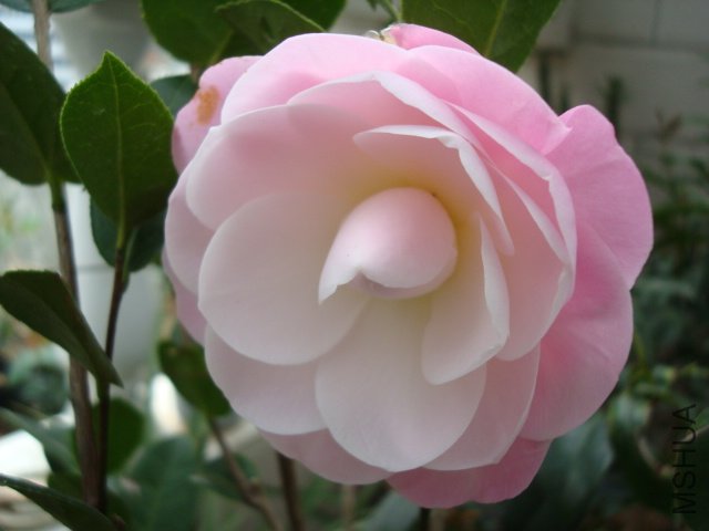DSC06396.JPG