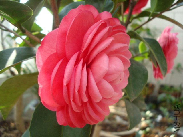 DSC06275.JPG
