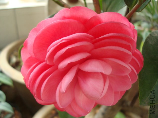 DSC06247.JPG