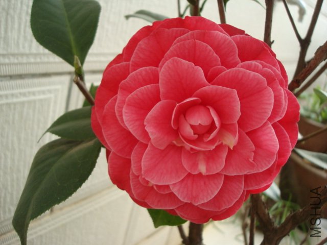 DSC06122.JPG