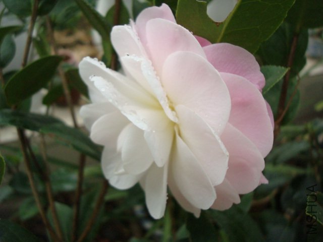 DSC06431.JPG