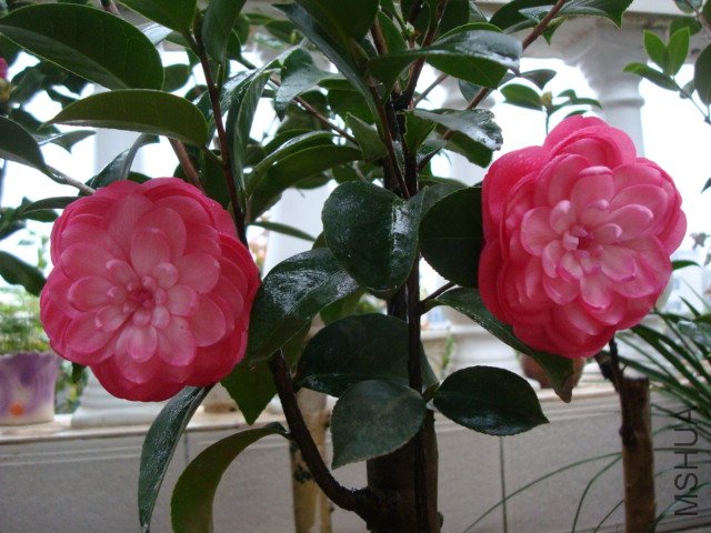 DSC06457.JPG