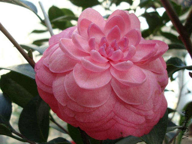 DSC06307.JPG