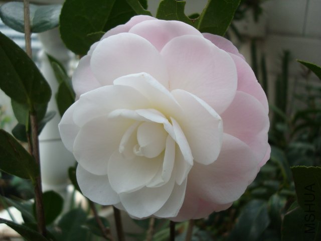 DSC06415.JPG