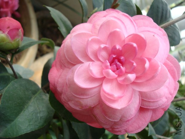 DSC06090.JPG