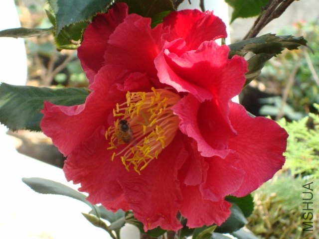 DSC06286.JPG