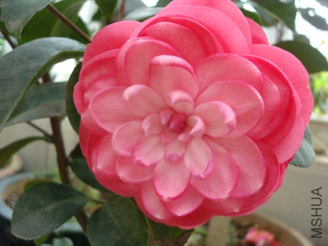 DSC06452.JPG
