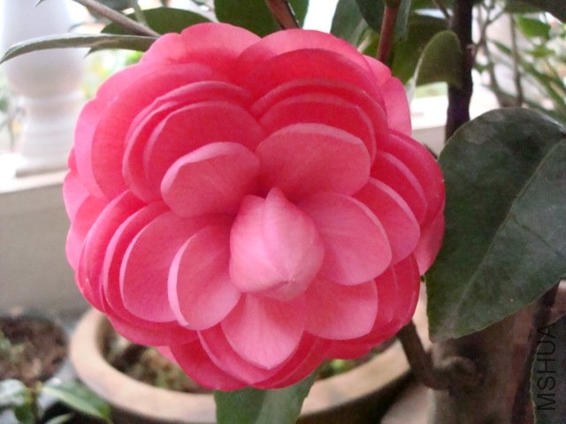 DSC06216.JPG