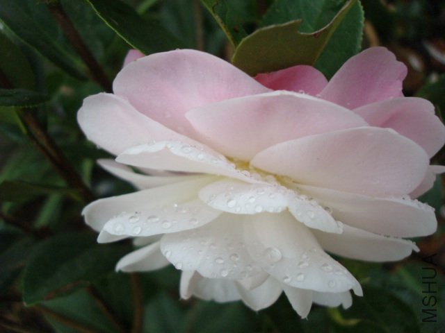 DSC06434.JPG