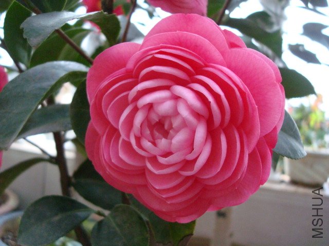 DSC06366.JPG