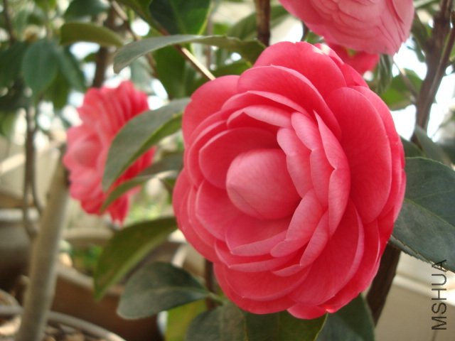 DSC06241.JPG
