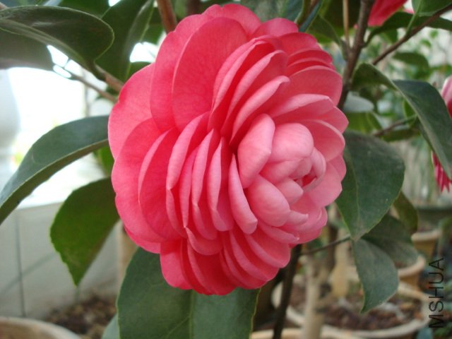 DSC06302.JPG