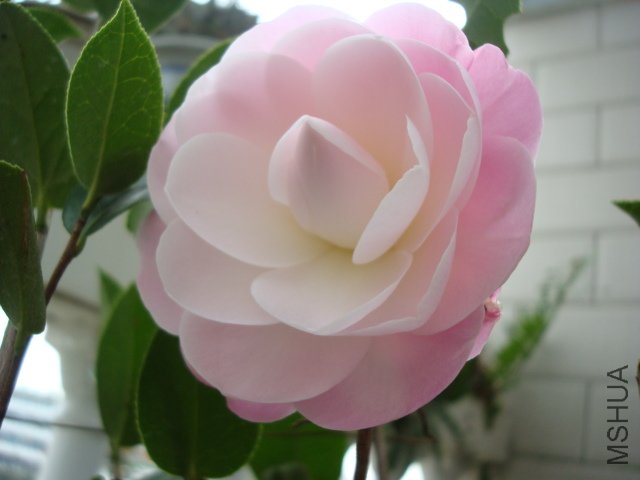 DSC06397.JPG