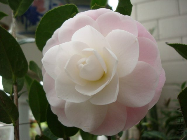 DSC06407.JPG