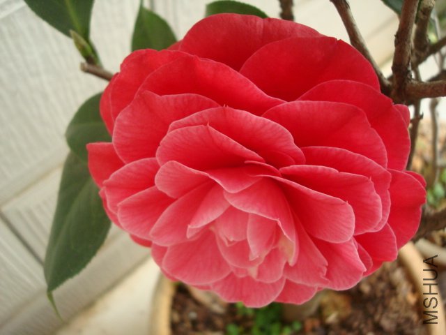 DSC06123.JPG