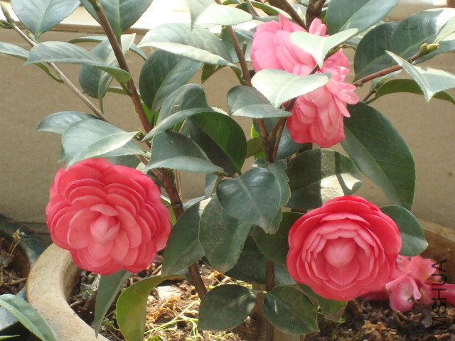 DSC06253.JPG