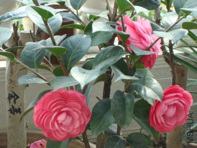 DSC06280.JPG