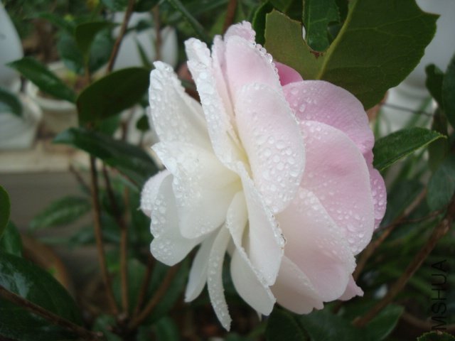 DSC06459.JPG