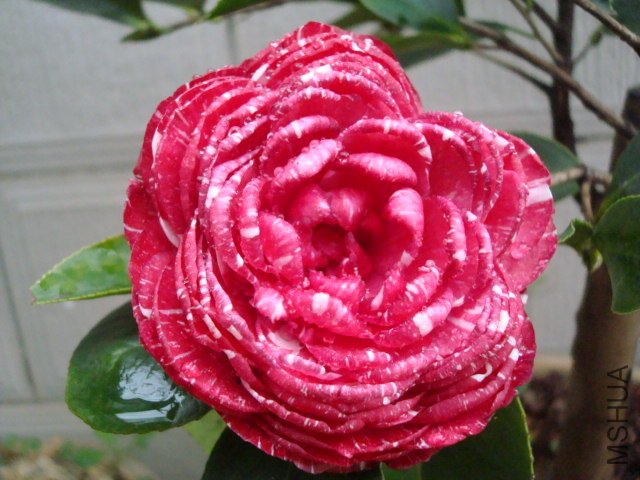DSC06436.JPG