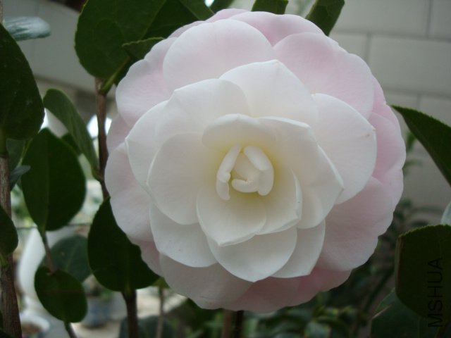 DSC06414.JPG