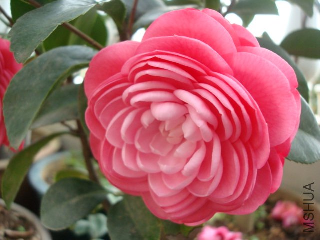 DSC06378.JPG