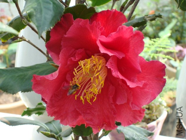 DSC06282.JPG