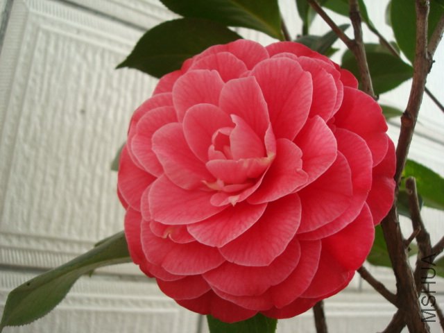 DSC06121.JPG