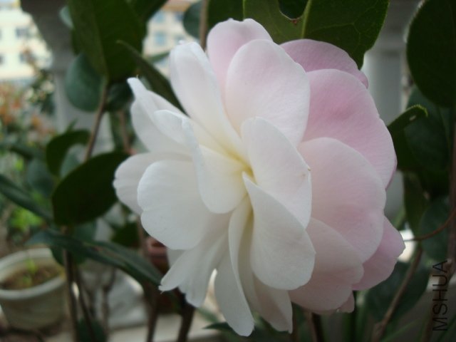 DSC06442.JPG