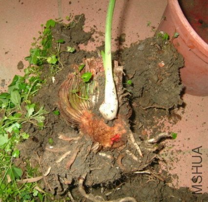 ��������С����...