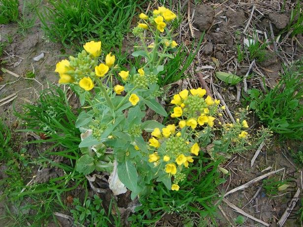 һ�ÿ����Ĳ�