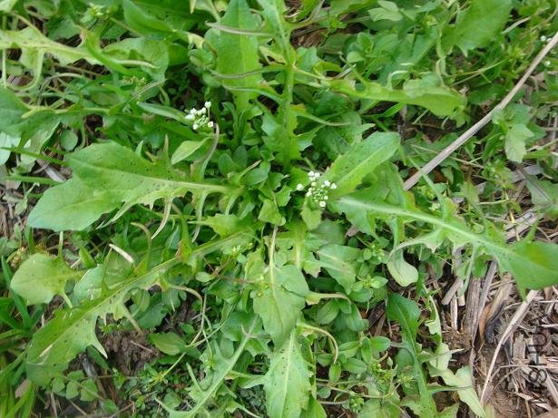 ԰�����Ұ�˿��Գ����Ժܺó�Ŷ