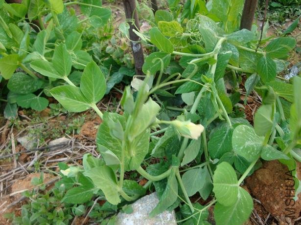 �㶹��Ժ�������˺ö࣬�����еĳ��˺Ǻ�