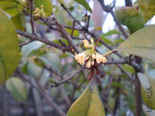 ����Ĺ𻨣��ļ����