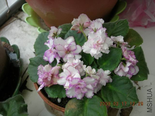 �{����Сafrican violet-������-2009-0217-DSCN9223.JPG