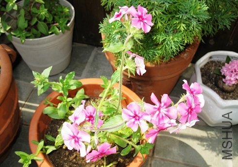 �ƣ����㿴���ҵ�2�ø�»�����˶��Ƿ�õ��ģ����ܺÿ�����������������һЩ��