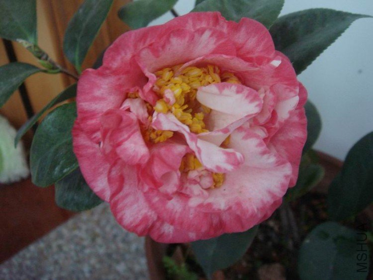 ������ؼ����Τ��˹