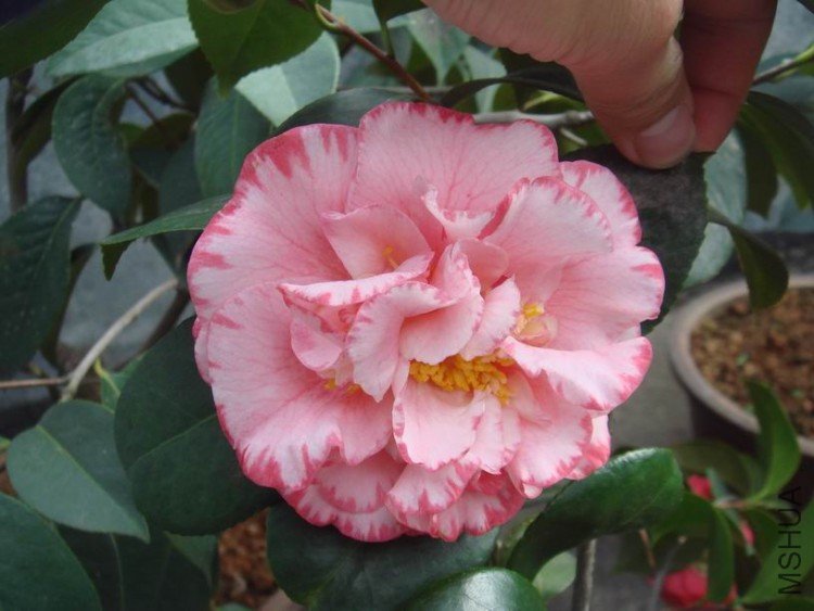 ��֪����Ӧ�û���������ؼ���ġ�