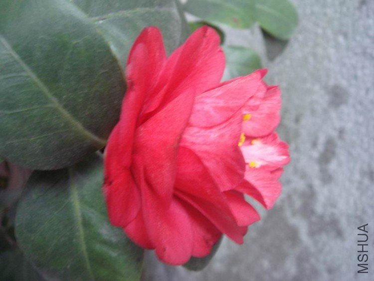 �����ص�����ӡ�