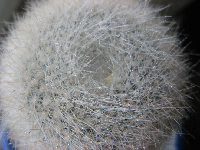 ѩ��,�����м���һ���ɫ�Ķ�����?�ǻ���Ŷ~