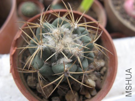 ������,��һ���󳤵�����~�м�����