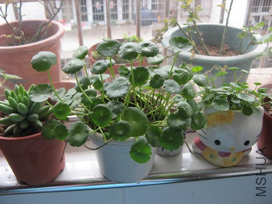 ������ͭǮ��